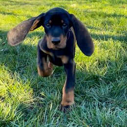 Black and Tan Coonhound Puppies from Toodaloo Coonhounds