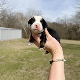 Paige - Tri-color female Bernedoodle puppy in Wamego, Kansas from Doodles of Oz