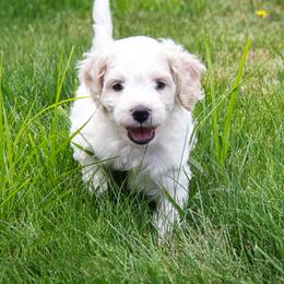 Cockapoo and Goldendoodle Puppies from Capital Doodles