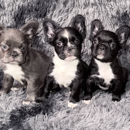 French Bulldogs and Poodles from Silks Frenchies & Poodles