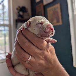 Yellow Female - Yellow female Labrador Retriever puppy in Priest River, Idaho from Lazy Daisy Labs