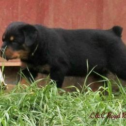 Rottweiler Puppies from C&C Royal Rottweilers