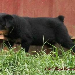 Rottweiler Puppies from C&C Royal Rottweilers