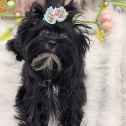 Jayda - Yorkshire Terrier