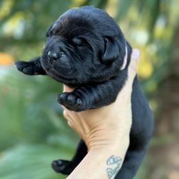 Dior - Black female Labrador Retriever puppy in Orangevale, California from NorCal Silver & Coal Labradors