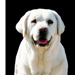 Sophi - Labrador Retriever