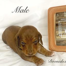 Dachshund Puppies from Marissa's Dachshunds (BooneDox Mini Dachshunds)
