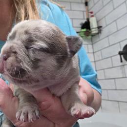 Milo - Tricolors male French Bulldog puppy in Cabool, Missouri from Shannon French Bulldogs