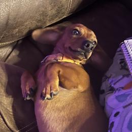 Turbo - Dachshund