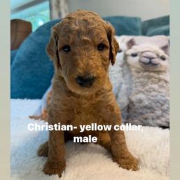 Christian -Boy 6 (yellow collar) - Red  male Goldendoodle puppy in Auburn, Indiana from Cooper’s Doodles