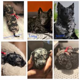 Szomoru Fuz Stars Are Born Lyra - Black merle Mudi puppy in Bolingbrook, Illinois from Szomorú Füz Mudi Kennel/Weeping Willow Mudi Kennel