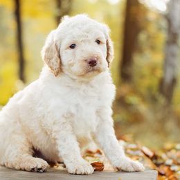 Bumper - Apricot male Goldendoodle puppy in Woodruff, South Carolina from Crooked Creek Doodles and Poodles