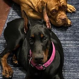 Doberman Pinschers and Dogues de Bordeaux from River Blu Bordeaux's