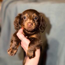 Pretzel - Chocolate male Dachshund puppy in Silsbee, Texas from The Doxie Den