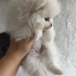 Boy 1 - Cream male Pomeranian puppy in Meridian, Idaho from Precious poms