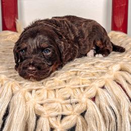 Chaco - Tri-color male Australian Labradoodle puppy in Decatur, Alabama from Southern Meadows Doodles