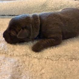 Grey - Charcoal male Dilute Retriever puppy in Marion, Illinois from Summer Lovin’ Labradors of Southern Illinois