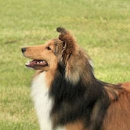 Shetland Sheepdogs from High Spirit Shelties
