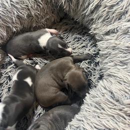 Italian Greyhound Puppies from Fisher Link