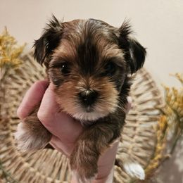 Demi - Tan female Yorkshire Terrier puppy in Moses Lake, Washington from Harmony Hills Yorkies