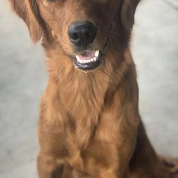 Goldendoodles and Golden Retrievers from Storybook Goldendoodles