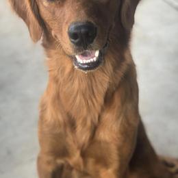 Goldendoodles and Golden Retrievers from Storybook Goldendoodles