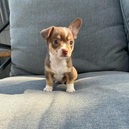 Castle - Chocolate and white male Chihuahua puppy in Alvord, Texas from Gift of Gods Favor