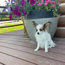 Libby - Papillon