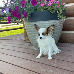 Libby - Papillon