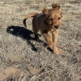 Daisy - Golden female Golden Retriever puppy in Wellington, Colorado from High Country Golden Retrievers