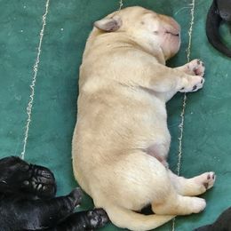 Labrador Retriever Puppies from Windfall Labs