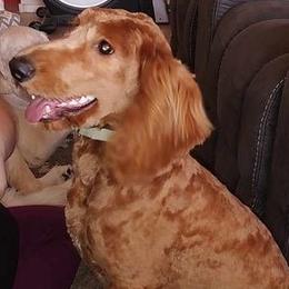 Goldendoodle and Labradoodle All Grown Up from Grace N Faith Doodles