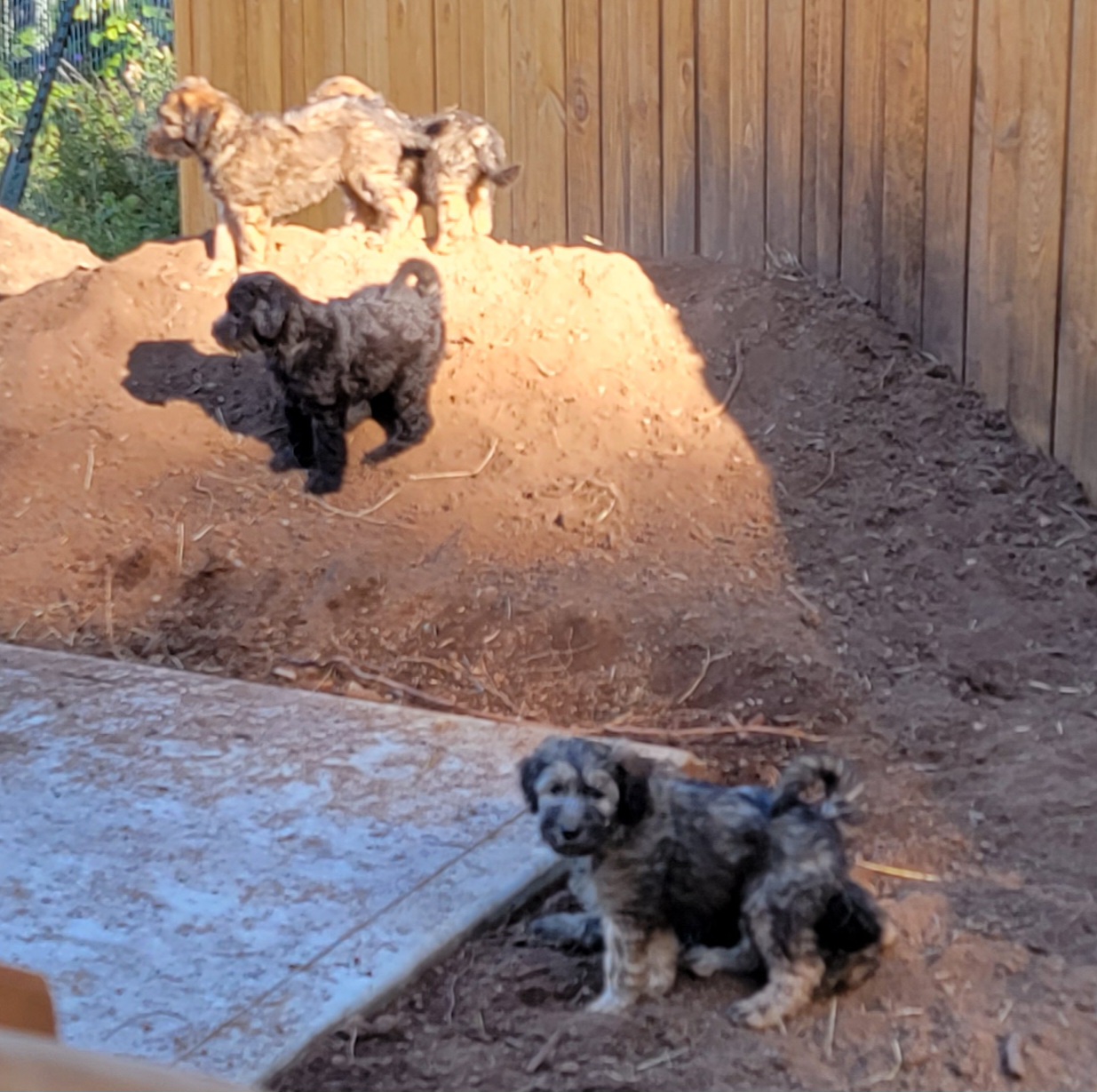 Poodle, Soft Coated Wheaten Terrier, and Whoodle Puppies from Green Mountain Kennel