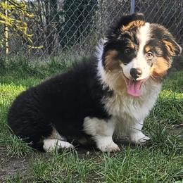 Gristletoe Joe - Black and tan male Pembroke Welsh Corgi puppy in Castle Rock, Washington from Heckman Corgis