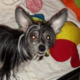 Morgan - Chinese Crested