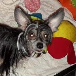 Morgan - Chinese Crested