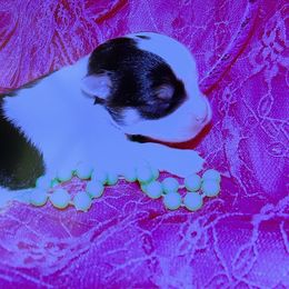 Night Ranger - Piebald male Morkie puppy in Waldron, Arkansas from Kay’s Cutie Poos