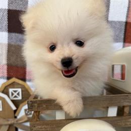 Denali - White male Pomeranian puppy in Edmond, Oklahoma from Okie Poms
