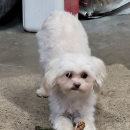 Shih Tzus from Michelle Kunzler's Shih Tzu