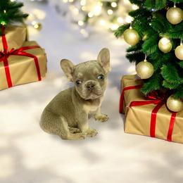 Rambo - Liver male French Bulldog puppy in Bakersfield, California from HOI Frenchies