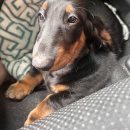 Dachshund Puppies from Evolutionary Hounds