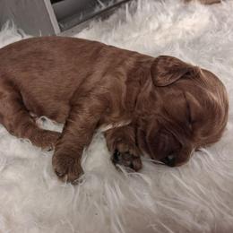 S'mores F1b - Red male Cavapoo puppy in Centerton, Arkansas from Velvet Paws Cavapoos