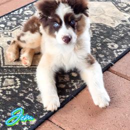 Rustyn - Red merle male Miniature American Shepherd puppy in Shreveport   Bossier, Louisiana from Jem Miniature American Shepherds