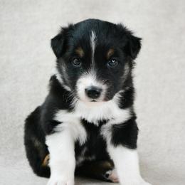 Filly - Black tri-color female Australian Shepherd puppy in Aberdeen, North Carolina from Huckleberry Hill Aussies LLC.