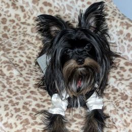 Cedar - Yorkshire Terrier