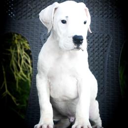 Dolos - White male Dogo Argentino puppy in San Diego, California from Debonair Dogos