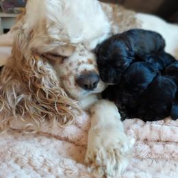 Snowflake - Cocker Spaniel
