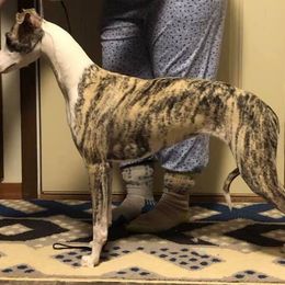 Saluki and Whippet All Grown Up from Aeolus Salukis & Whippets