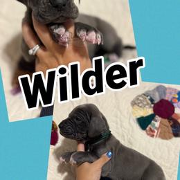 Wilder - Blue male Great Dane puppy in Russellville, Arkansas from River Valley Great Danes & Miniature Schnauzers