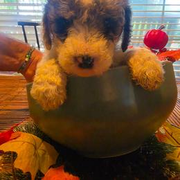 Pumpkin - Parti female Goldendoodle puppy in Orange Park, Florida from Evergrace Farm Doodles